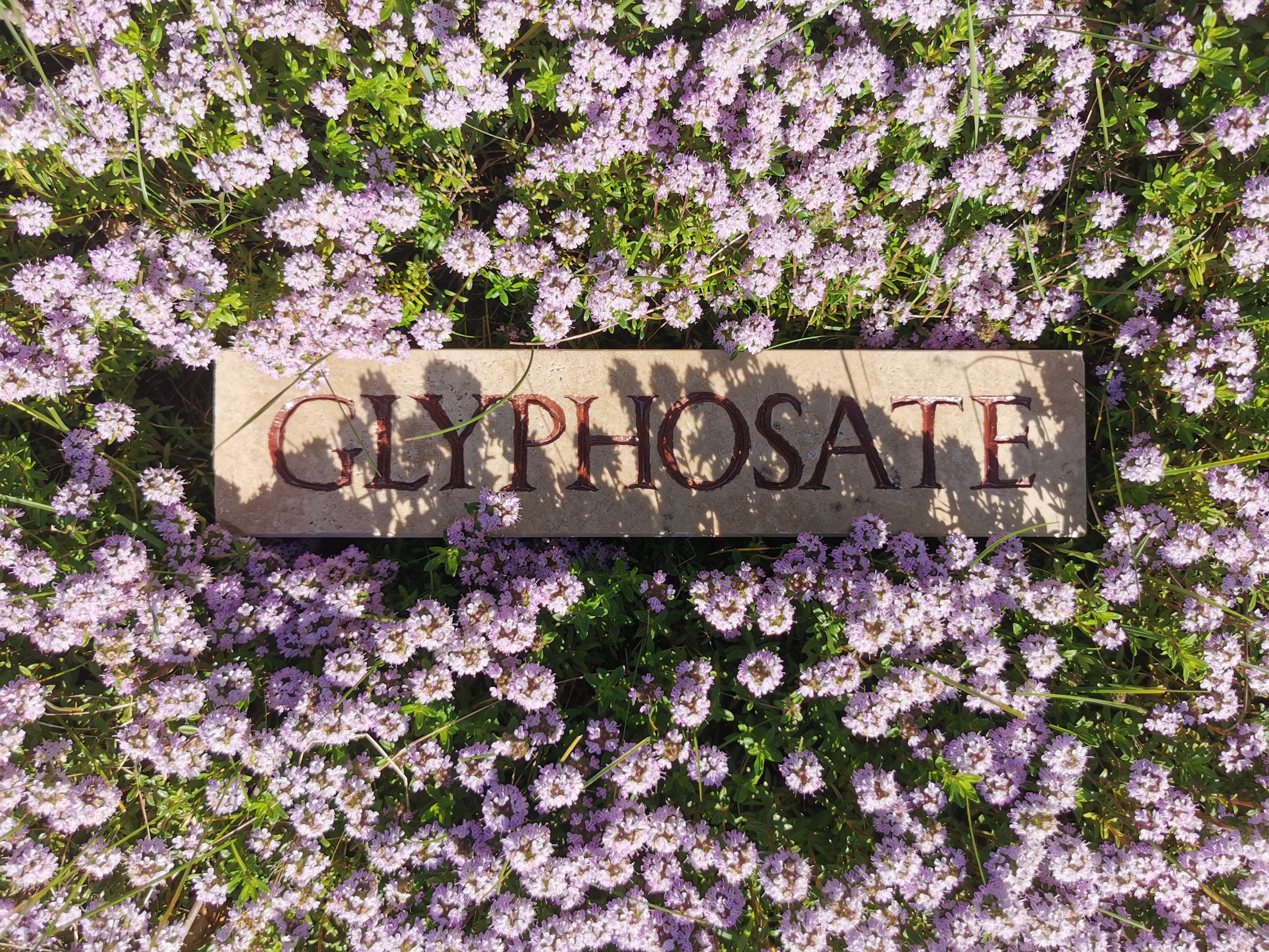 mise en scène de la gravure Glyphosate avec plantes